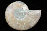 Polished Ammonite Fossil (Half) - Agatized #64986-1